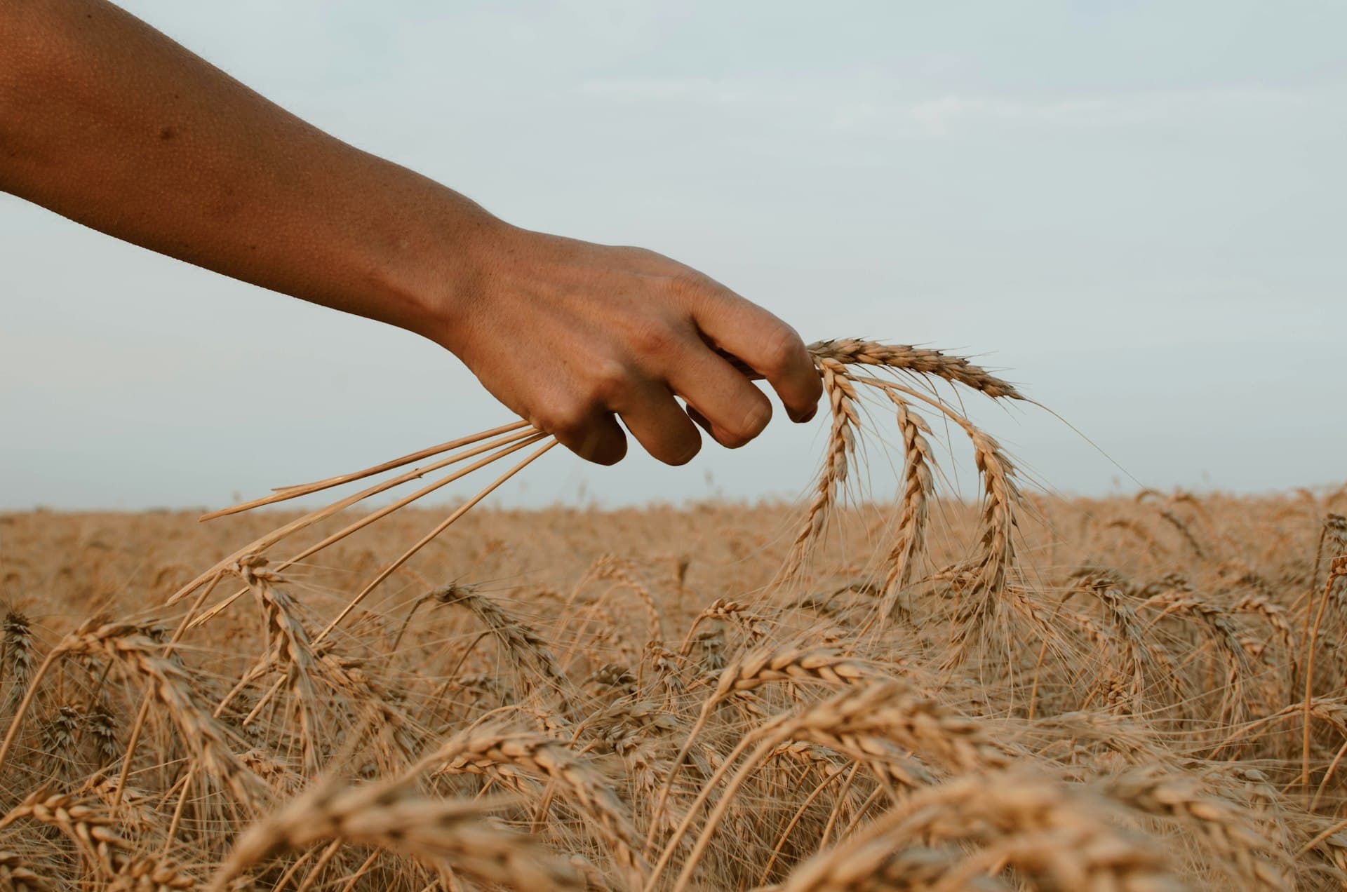 A hand brushing over ripe golden grain in the field