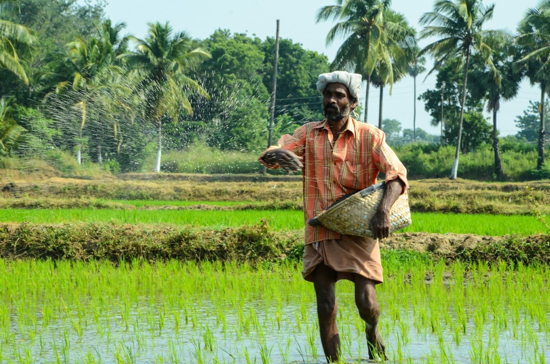 A farmer sowing in a lush green paddy field