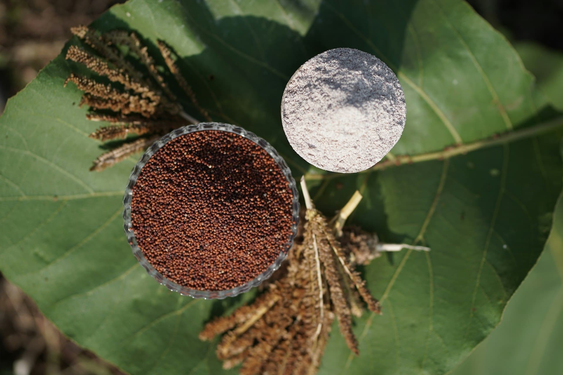 Millet grains and freshly milled flour on a green leaf