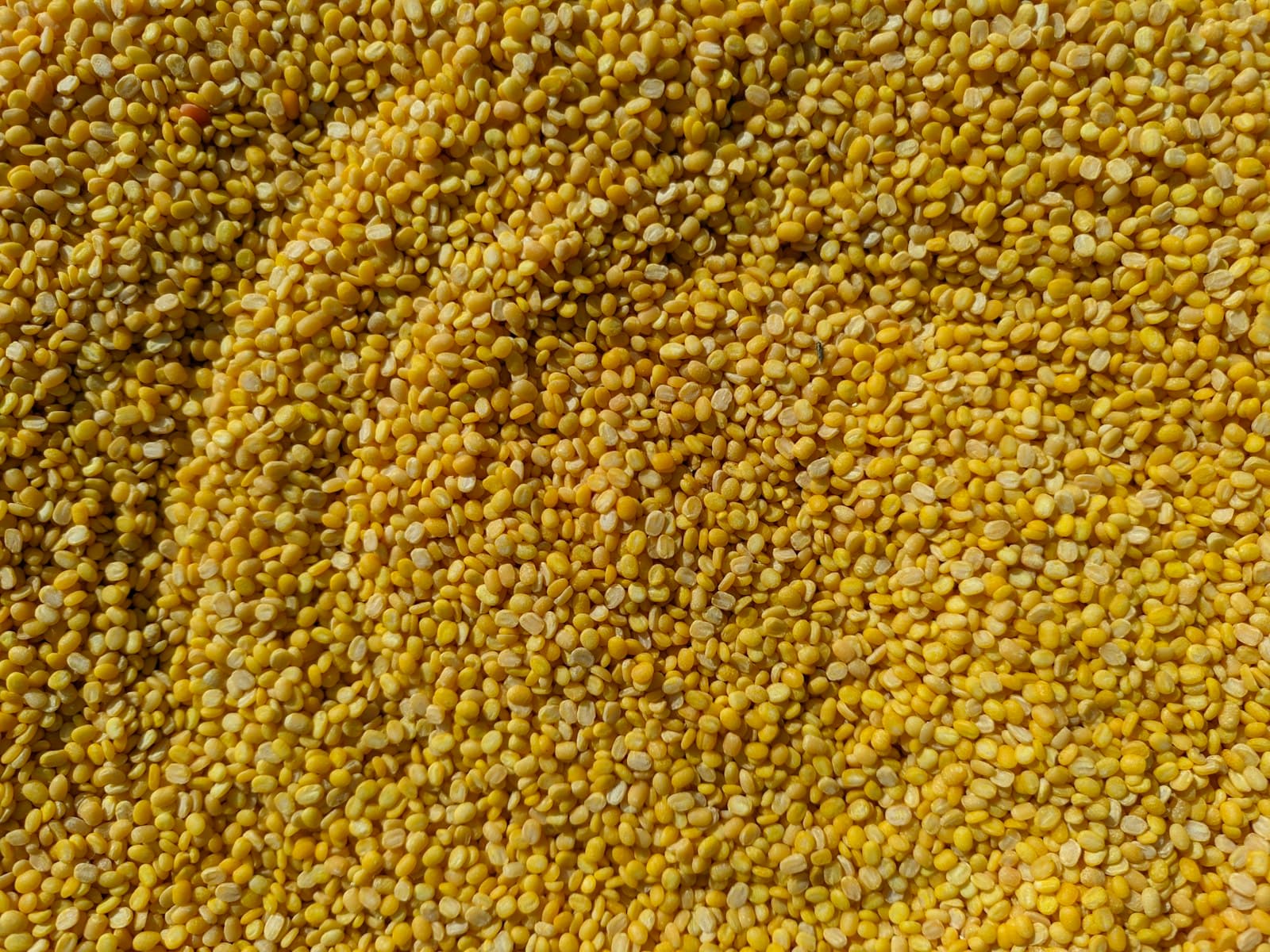 Split yellow mung dal close up
